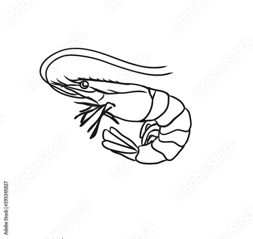 Vector illustration of a shrimp. Sea animals in Doodle style. Hatch. Vector shrimp on isolated white background. For cafes, restaurants, menus.