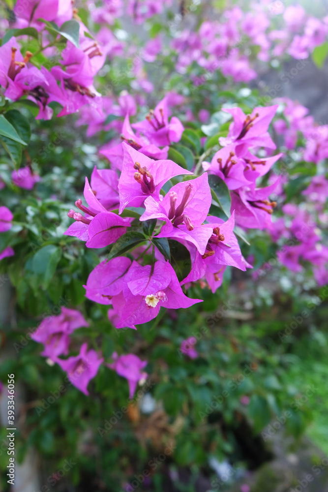 White and purple eyebright flowers were blooming