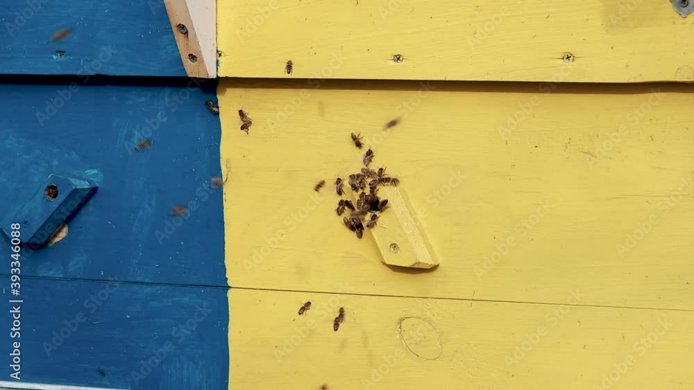 Bee honeycomb, Plank with honeycomb from the hive. Honey bee. Honey bees on the home apiary. Bees bring fresh nectar into the hive. A large group of bees flies to the hive. Bee honeycomb, Plank with honeycomb from the hive. Honey bee. Honey bees on the home apiary. Bees bring fresh nectar into the hive. A large group of bees flies to the hive.