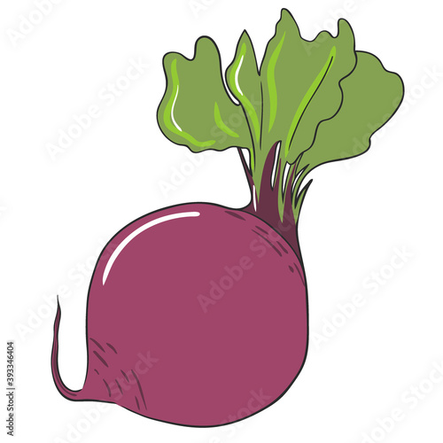 vector hand drawn illustration of beet