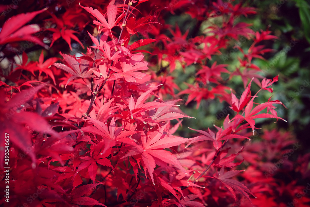 The bright red leaves of the Acer palmate maple (Japanese Maple during the autumn The bright red leaves of the Acer palmate maple (Japanese Maple during the autumn
