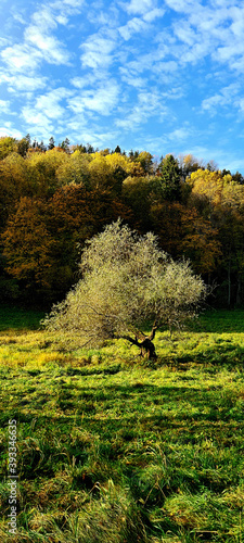 A light tree stands in a field against the background of an autumn forest. Long shadows in the green grass from the setting sun. There are white clouds in the blue sky. Latvia