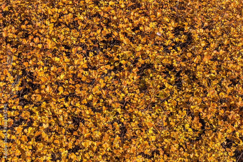 Texture of yellow leaves of golden currant is in a park in autumn Texture of yellow leaves of golden currant is in a park in autumn