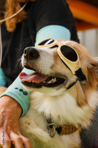 Perro border Collie en terapia láser artrosis