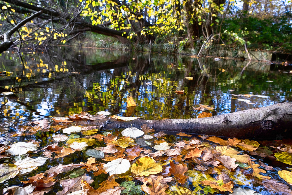 Autumn winter leaves in water with colourful leaves on trees Autumn winter leaves in water with colourful leaves on trees