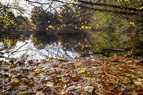 Autumn winter leaves in water with colourful leaves on trees