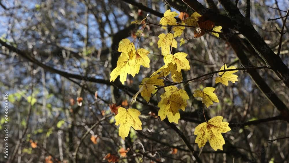 Bright autumn leaves on tree branches in the forest Bright autumn leaves on tree branches in the forest