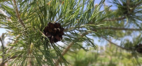 pine cone in the forest