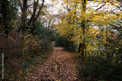 Walk way through a forest in the Autumn