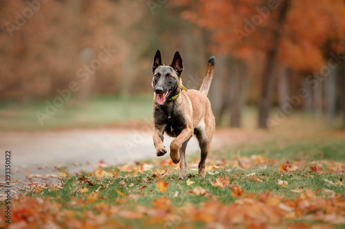 Happy Belgian Shepherd dog Malinois outdoors in autumn