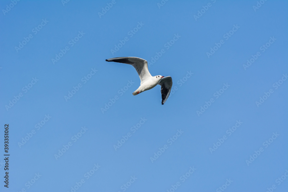 Obraz premium A seagull is flying in sky over the sea waters in corniche park, Dammam, Saudi Arabia