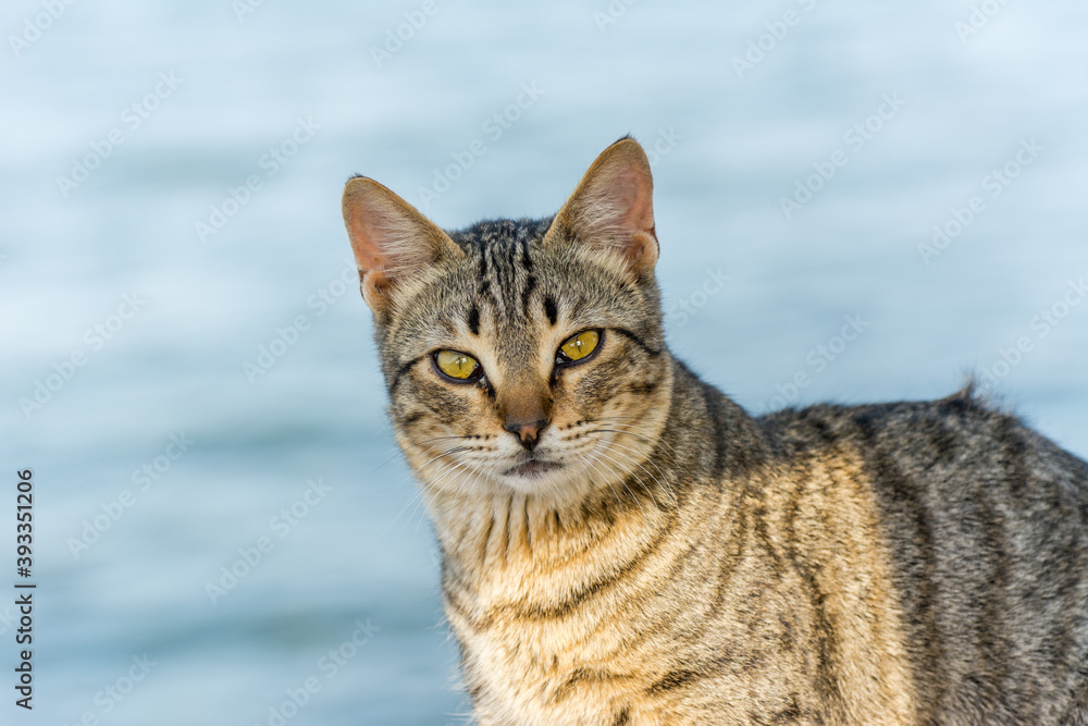 Portrait of homeless cat sitting by the sea at the corniche park in Dammam city, Saudi Arabia Portrait of homeless cat sitting by the sea at the corniche park in Dammam city, Saudi Arabia