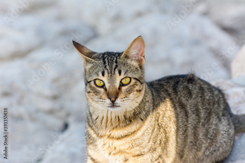 Portrait of homeless cat sitting by the sea at the corniche park in Dammam city, Saudi Arabia