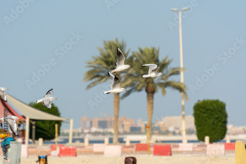 Seagulls flying at the Corniche coastal park with palm tree in Dammam, Kingdom of Saudi Arabia