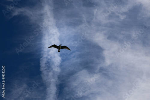 Seagull flying against blue sky with clouds