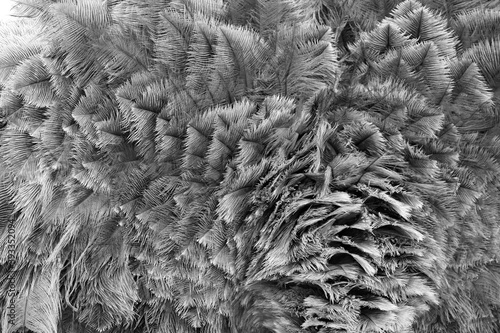 Straussenfederkleid 7427 sw 