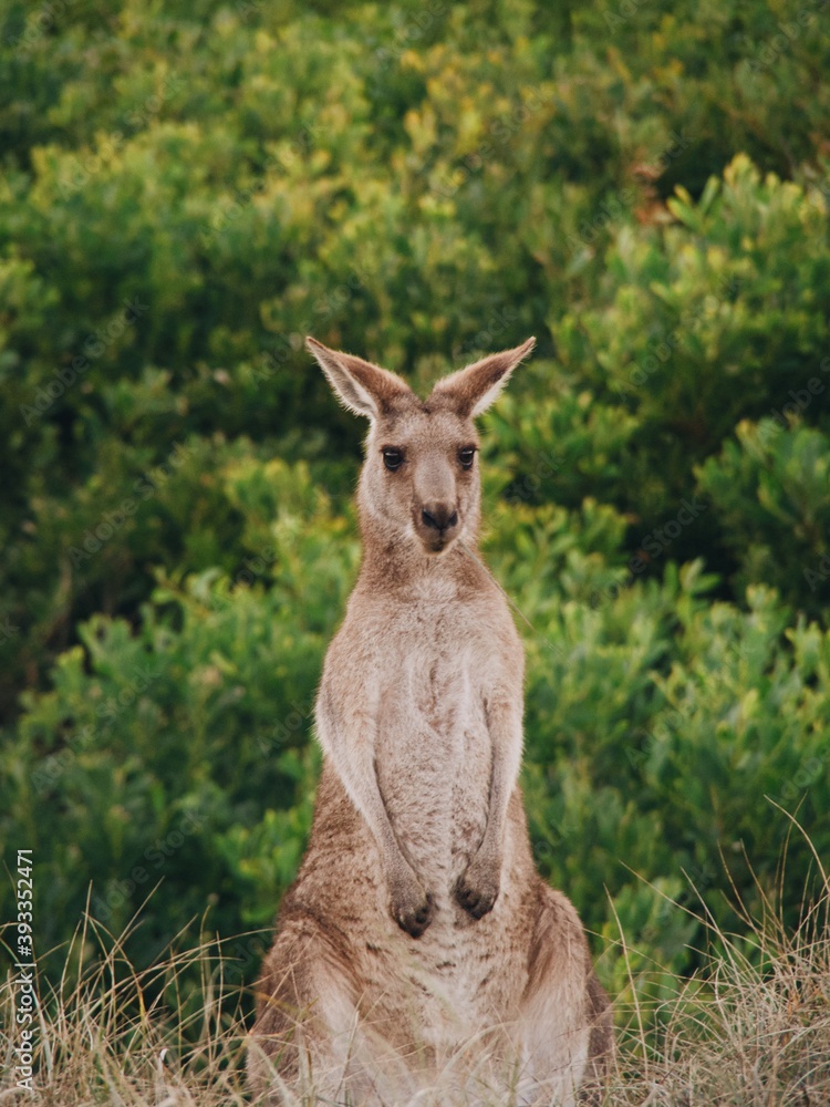 Fototapeta premium Kangaroo 