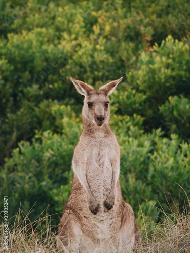 Kangaroo 
