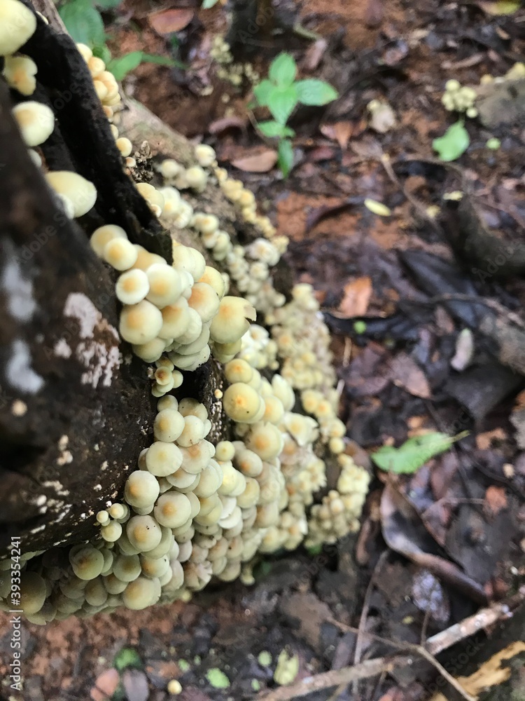 mushrooms in the forest mushrooms in the forest