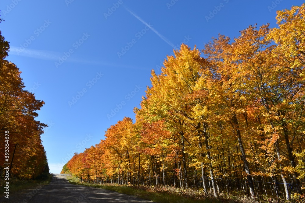 The maple road in autumn, Quebec