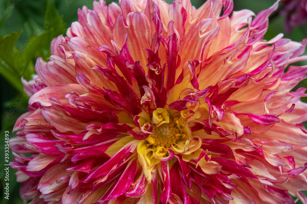 beautiful, natural, bright, colorful, large, red chrysanthemum flower in the garden in summer on a nice day