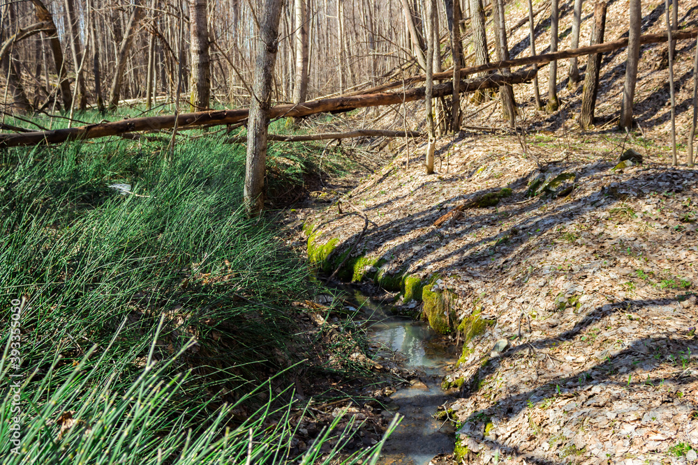 The rough horsetail (lat. Equisetum hyemale), of the family Equisetaceae, in a spring birchwood, the Middle Volga region, Russia. The rough horsetail (lat. Equisetum hyemale), of the family Equisetaceae, in a spring birchwood, the Middle Volga region, Russia.