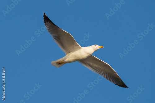 Lesser Black-backed Gull Larus fuscus Costa Ballena