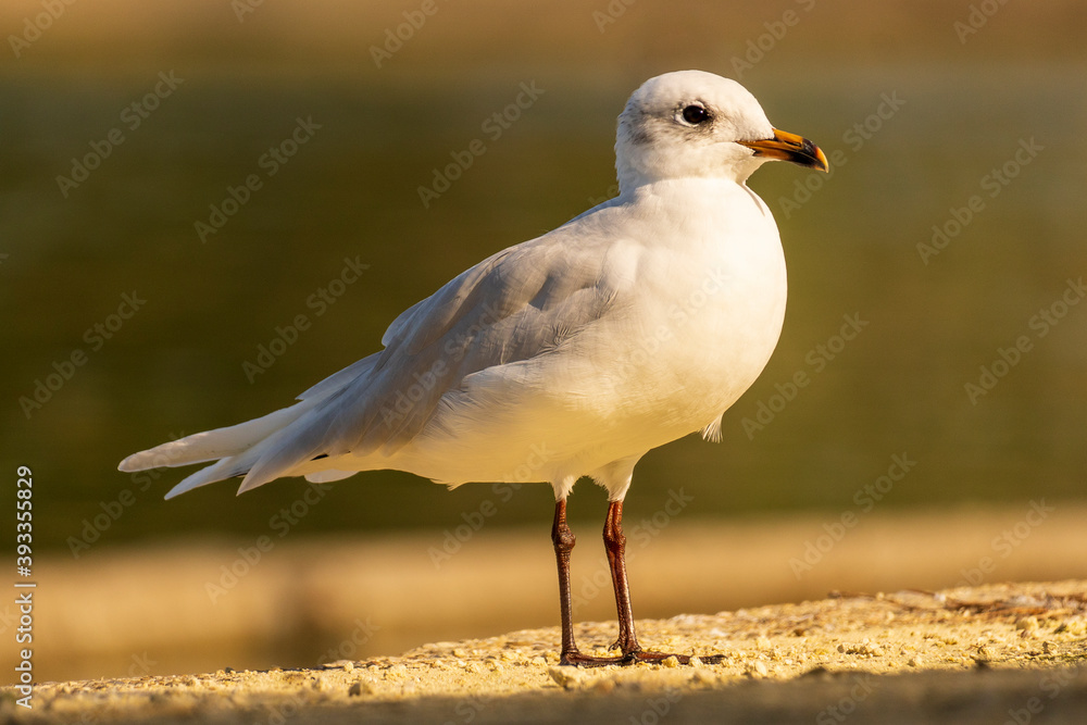 Fototapeta premium Mediterranean GullIchthyaetus melanocephalus Costa Ballena