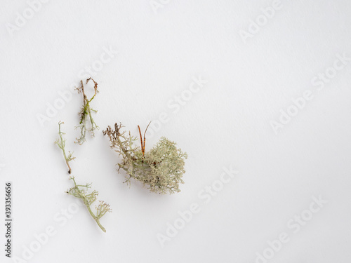 Isolated green moss Christmas decoration on a white background. Minimalist concept