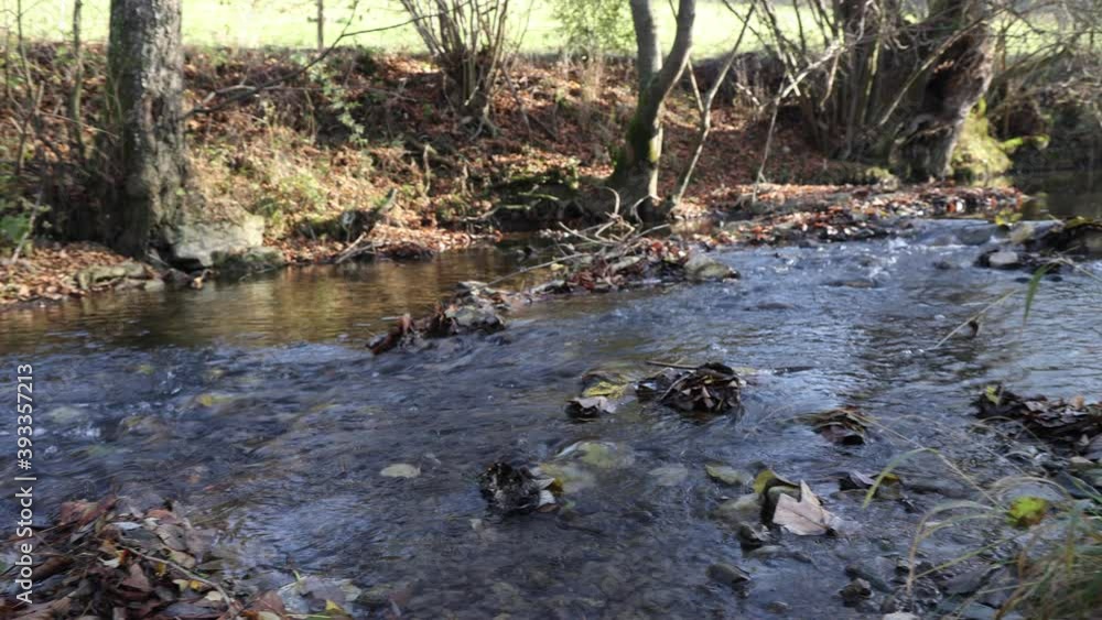 A stream of crystal clear water runs through the forest A stream of crystal clear water runs through the forest