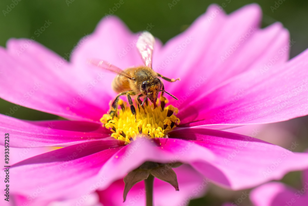 Honey bee on pink cosmos flower Honey bee on pink cosmos flower