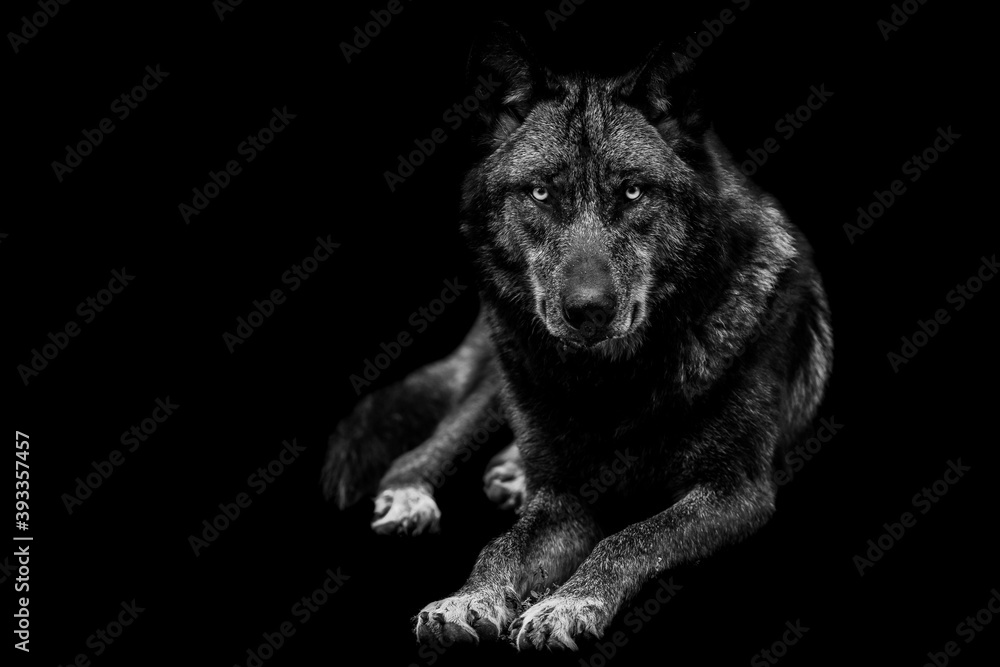 Portrait of black wolf with a black background Stock Photo | Adobe Stock
