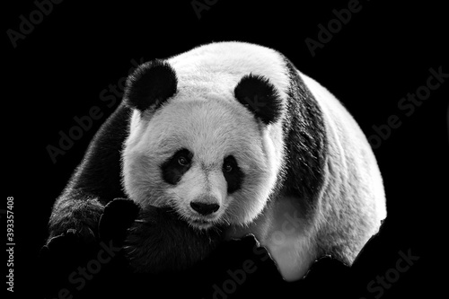 Portrait of panda with a black background