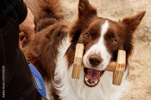 Border Collie tricolor sosteniendo una mancuerna de adiestramiento en la boca, perro de competición atento y enfocado