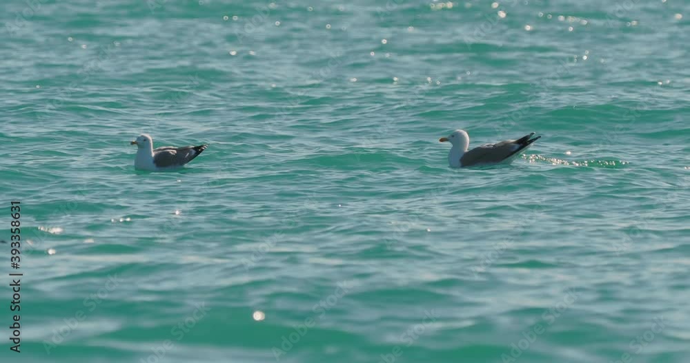 Seagulls swaying on waves of Black sea. Sea birds eat something in azure water at sunny day. Flock of birds at Sochi, Russia. Seagulls swaying on waves of Black sea. Sea birds eat something in azure water at sunny day. Flock of birds at Sochi, Russia.