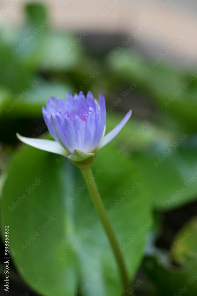 Blur multicolored lotus flower in pond, Portrait.