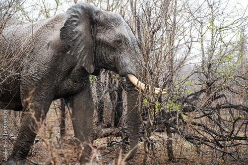 Rain soaked elephant bull forcing his way into dense scrub to access fresh shoots from a recently fire burnt area