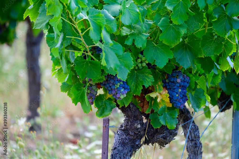 Ripe black or blue syrah or grenache wine grapes using for making rose or red wine ready to harvest on vineyards in Cotes  de Provence, region Provence, south of France