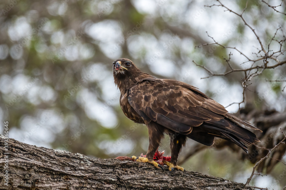 Lesser Spotted Eagle looking around alertly as it is interrupted from its feeding on a freshly killed prey Lesser Spotted Eagle looking around alertly as it is interrupted from its feeding on a freshly killed prey