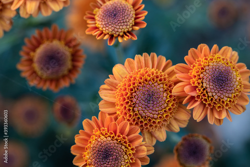 Beautiful  chrysanthemums close up in autumn Sunny day in the garden. Autumn flowers. 