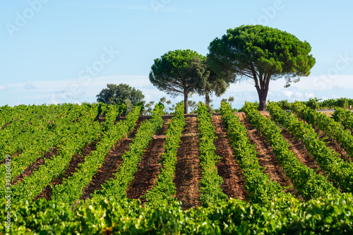 Photos Rows of ripe syrah wine grapes plants on vineyards in Cotes  de Provence, region