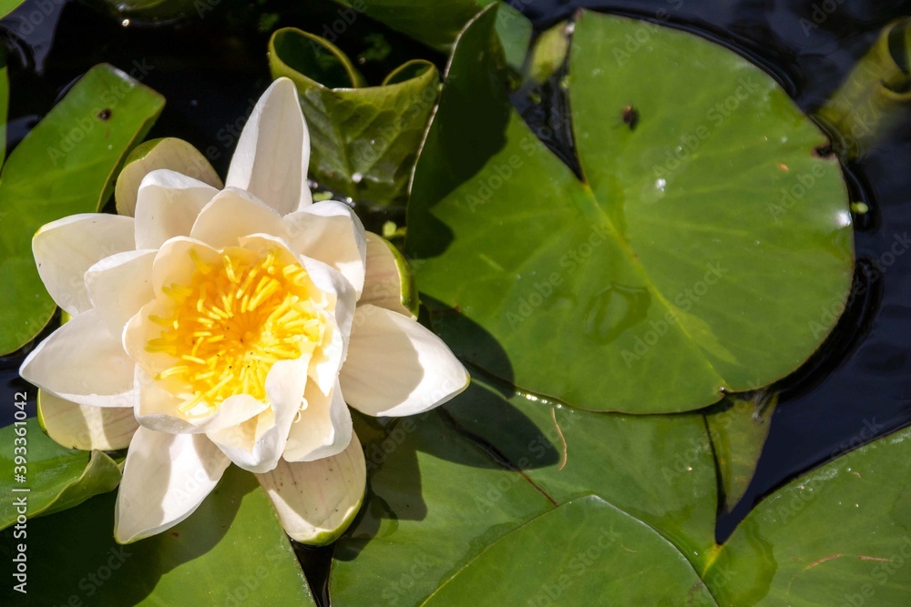 beautiful lily and shadow on a bright sunny day beautiful lily and shadow on a bright sunny day