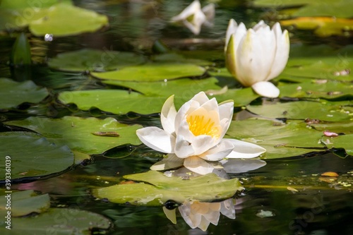 beautiful white lilies reflecting in the pond