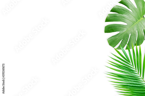 Real tropical leaves set pattern backgrounds on white.flat lay