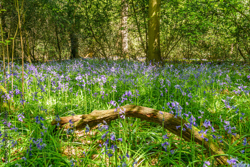 Bluebell's on show at the historic and tranquil Bookham Common woodlands
