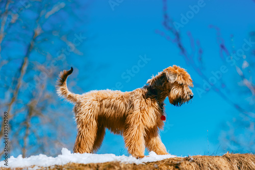 Schilderij op canvas Pedigree irish soft coated wheaten terrier dog walking on snow in park, winter t