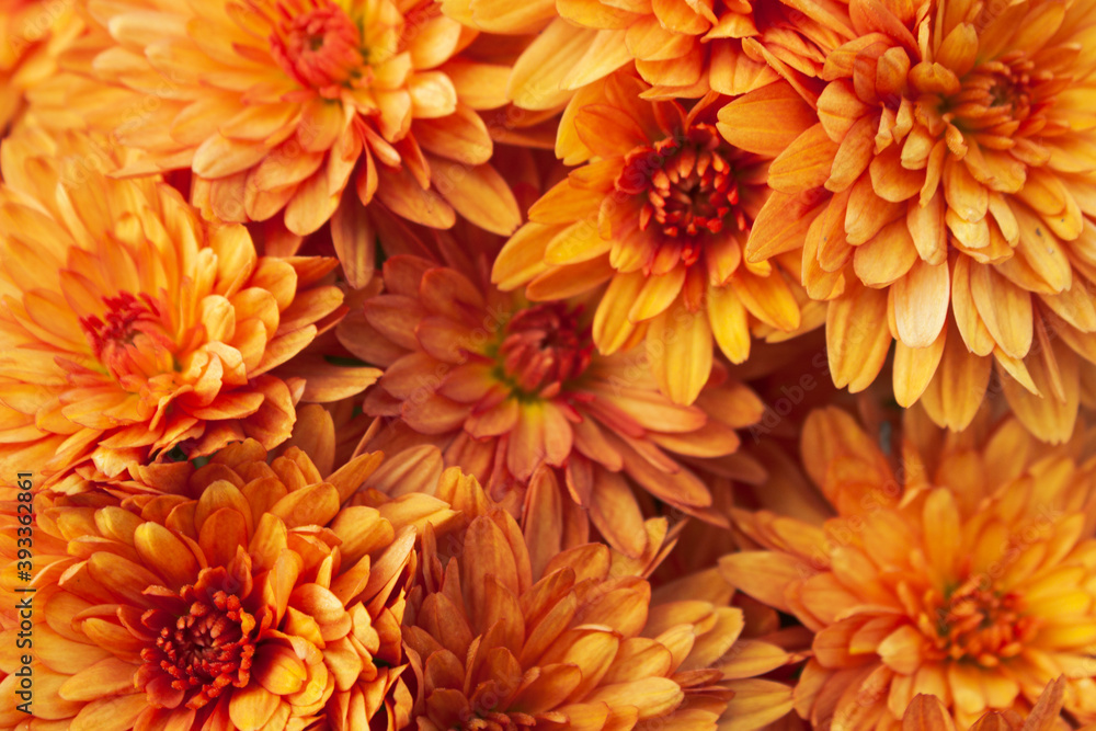 Orange hardy chrysanthemum (Garden Mum) flowers as a pattern. Abstract flower background texture Orange hardy chrysanthemum (Garden Mum) flowers as a pattern. Abstract flower background texture