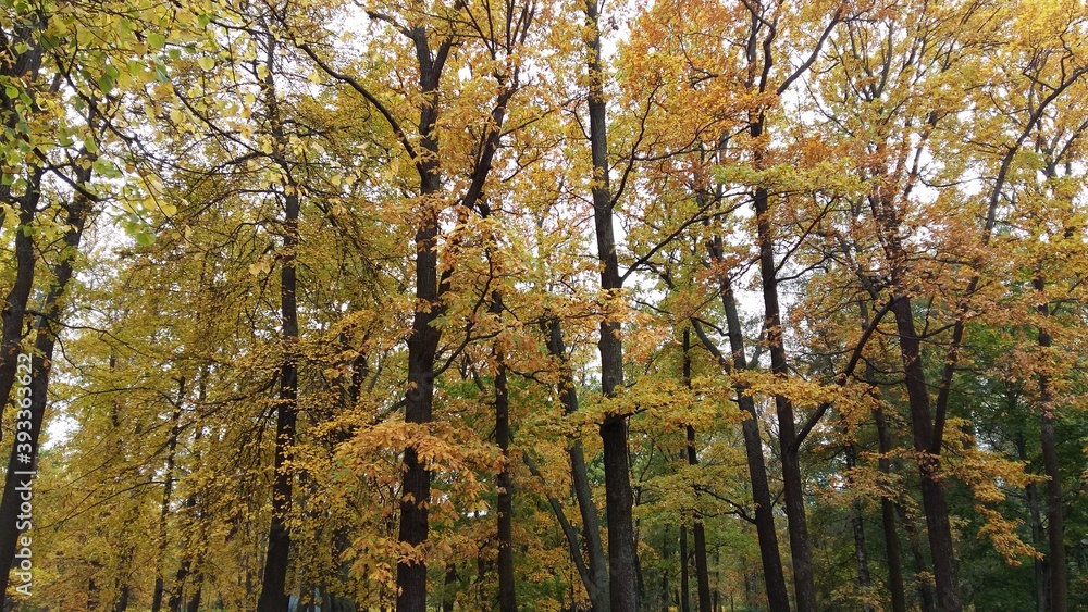 tree in autumn