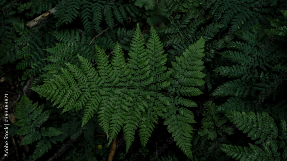 Green fresh fern leaves in the dark Black Forest - Plant background Green fresh fern leaves in the dark Black Forest - Plant background