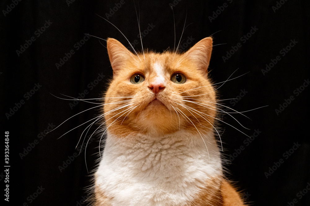 Portrait of domestic ginger cat Portrait of domestic ginger cat